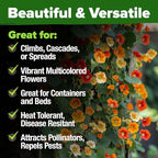 HOME GROWN Nasturtium Seeds Dwarf Tall Trailing Mix 250+ Edible Flower Seeds for Planting Outdoors Fast Germination, Low-Maintenance Climbing & Trailing Nasturtium (Tropaeolum majus)