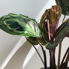Plants for Pets Calathea Medallion, Pet Friendly Prayer Decor in 6" White Pot, Live Houseplant Gift, Cat Safe, Decorative Desk House Plants by Plants for Pets