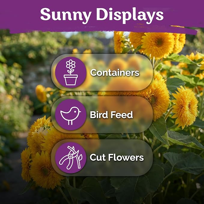 KVITER 75 Teddy Bear Sunflower Seeds (Helianthus Annuus) - Dwarf Sunflower, Fully Double Golden Pom-Pom Blooms, Non GMO Seed Packets - Flower Seeds for Outdoor Garden, Containers, Flower Beds