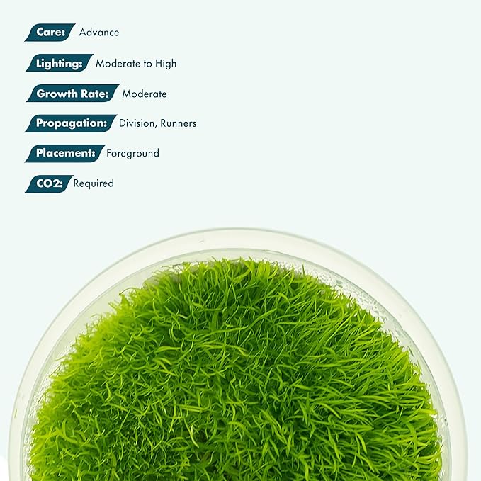 SubstrateSource Live Plant - Utricularia Graminifolia Tissue Culture Aquatic Live Aquarium Plant Grass Carpet for Aquascape - 100% Snail Free in Vitro Cup (Utricularia Graminifolia)