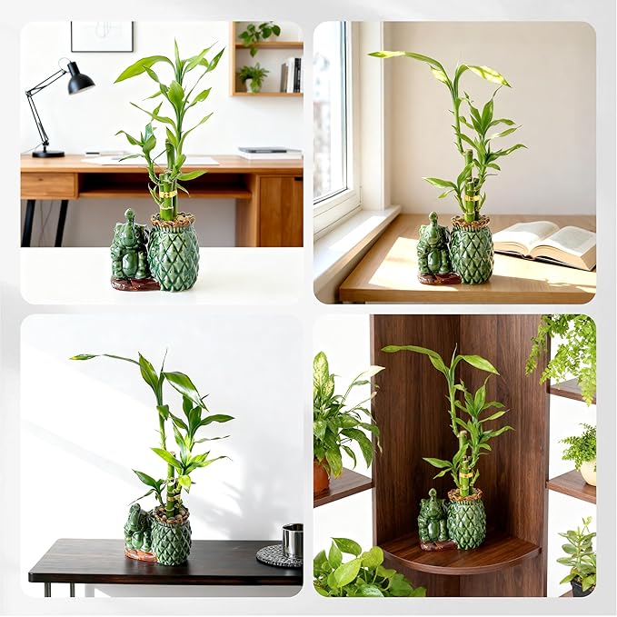 Lucky Bamboo 3-Stalk (2×6″ + 1×8″) Live Indoor Plant Set – Elephant & Pineapple Ceramic Pot with Pebble Bag