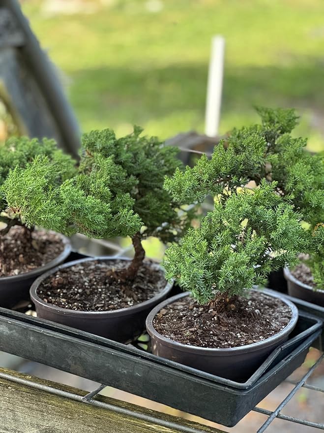 Live Dwarf Juniper Bonsai Tree | Potted in Plastic Pot | 3 Years Old | 100% Handcrafted | Outdoor Bonsai | Unique Gift for Birthday, Graduation, Anniversary