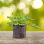 Live Citronella Geranium Plant Plugs (2-Pack), Pelargonium Citronella Scented Seedlings
