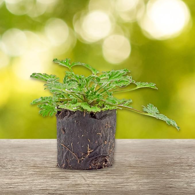 Live Citronella Geranium Plant Plugs (4-Pack), Pelargonium Citronella Scented Seedlings