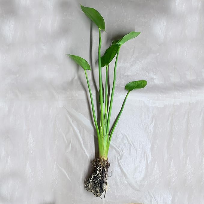 Chalily Purple Pickerel Rush, a Great Live Pond Plant for Your Water Garden. Filters The koi and Goldfish Pond. Good for Bogs, Plant Shelf or Shallow Water This marginal Aquatic is a Real Beauty