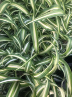 2 Pack ~ Spider Plant ~ Bonnie Curly Spider Plant ~ Live Plant for Home Office Decor ~ Air Purifying, Low Maintenance, Curly Foliage, Indoor Outdoor