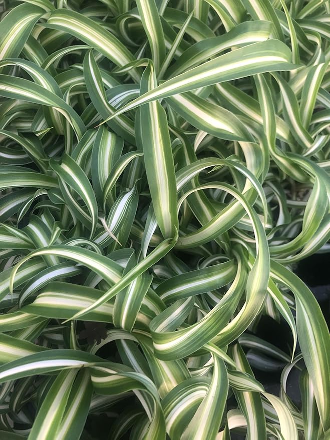 2 Pack ~ Spider Plant ~ Bonnie Curly Spider Plant ~ Live Plant for Home Office Decor ~ Air Purifying, Low Maintenance, Curly Foliage, Indoor Outdoor