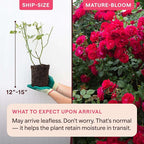 Heirloom Climbing Roses, Live Own Root Plant for Outdoor Garden, The Prince's Trust™, Lightly Fragrant, Hardiness Zones 5–10, Continual Blooming