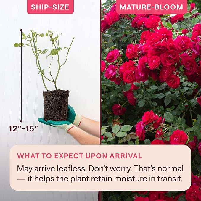 Heirloom Climbing Roses, Live Own Root Plant for Outdoor Garden, The Prince's Trust™, Lightly Fragrant, Hardiness Zones 5–10, Continual Blooming