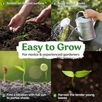 KVITER 10000 Lambs Quarter Seeds (Chenopodium Album) - White Goosefoot Seeds, – Heirloom & Edible Weeds – Ideal Non-GMO Herb Seeds for Organic Spinach Substitute in Home Gardens
