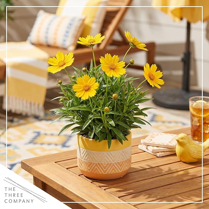 Live Coreopsis 2-Pack – Yellow, Flowering Perennial, Beautiful Spring and Summer Blooms, 10" Tall by 5" Wide in 1 Qt Pot