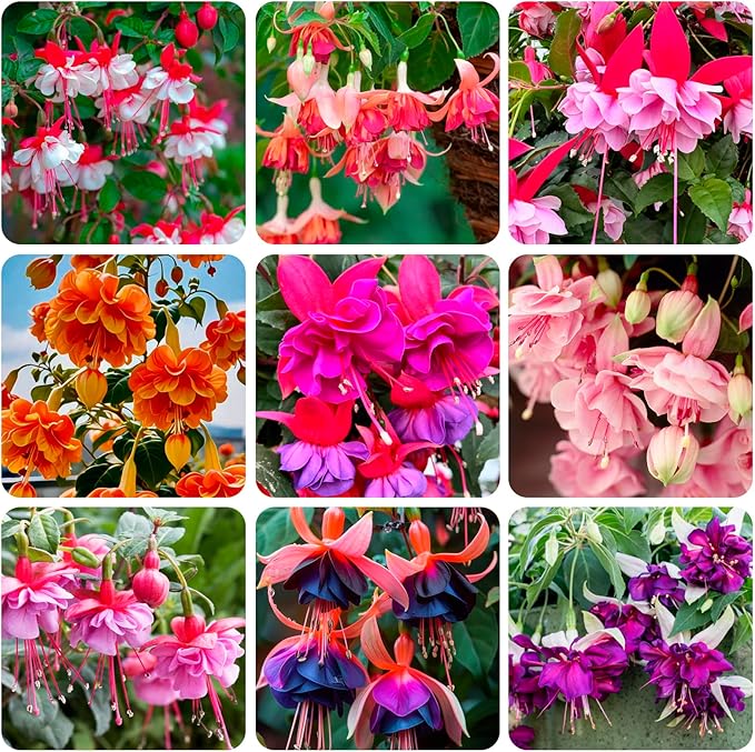 200+Hanging Fuchsia Seeds for Planting Outdoor-Beautiful Lantern Flower Baskets Garden Blooms Attracts Hummingbirds