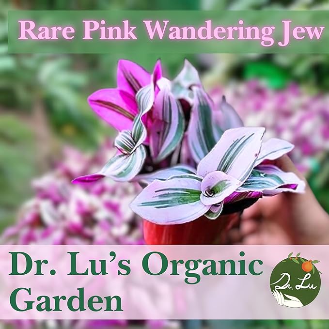 Dr. Lu’s Organic Pink Wandering Jew Live Plant | Rare Tradescantia Nanouk | Rooted House Plants | Easy Grow Indoor Plants | 6'' Nursery Pot