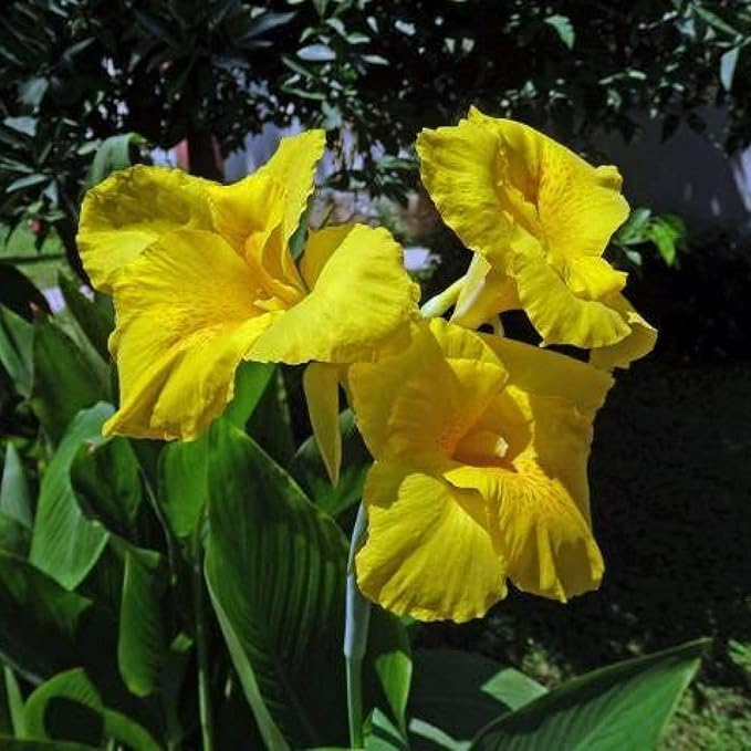 Canna 'Golden', a Great Live Pond Plant for Your Water Garden. Filters koi and Goldfish Ponds. Good for Bogs, Plant Shelf or Shallow Water This marginal Aquatic is a Real Beauty