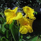 Canna 'Golden', a Great Live Pond Plant for Your Water Garden. Filters koi and Goldfish Ponds. Good for Bogs, Plant Shelf or Shallow Water This marginal Aquatic is a Real Beauty