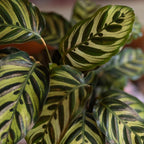 Plants for Pets Calathea Makoyana, Pet Friendly Prayer Decor in 6" White Pot, Live Houseplant Gift, Cat Safe, Decorative Desk House Plants by Plants for Pets