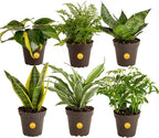 Altman Plants Live Houseplants (12PK), Indoor Plants for Delivery Prime & Costa Farms Live House Plants (6 Pack), Easy Grow Houseplants, Potted in Indoor Garden Plant Pots