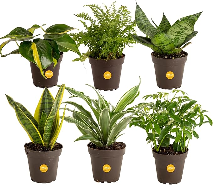 Altman Plants Live Houseplants (12PK), Indoor Plants for Delivery Prime & Costa Farms Live House Plants (6 Pack), Easy Grow Houseplants, Potted in Indoor Garden Plant Pots