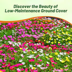 Outsidepride Sundial Mixed Moss Rose Seeds - 250 Pcs Annual, Drought & Heat Tolerant, Pollinator Friendly Ground Cover Seeds for Planting w/Vibrant Blooms & Succulent Foliage, Ideal for Xeriscaping
