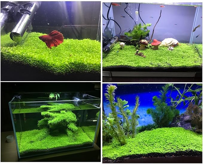3-Pack Dwarf Leaf Aquarium Plants S.e.e.ds, Easy-Growing Freshwater Aquarium Plants for Fish Tank Decorations