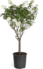 Brighter Blooms - Vanilla Strawberry Hydrangea Tree, 2-3 Feet - Indoor/Outdoor Flowering Plant - No Shipping to AZ
