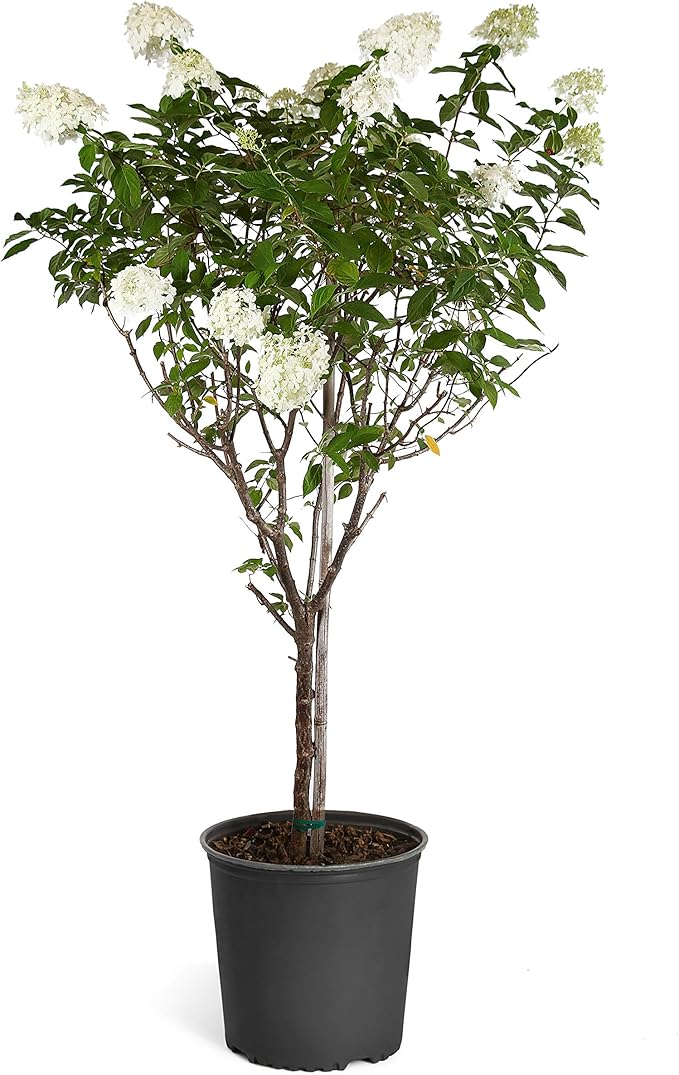 Brighter Blooms - Vanilla Strawberry Hydrangea Tree, 2-3 Feet - Indoor/Outdoor Flowering Plant - No Shipping to AZ
