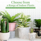 American Plant Exchange Cast Iron Plant – Live 10-Inch Potted Evergreen, Hardy Low-Light Houseplant, Drought-Tolerant & Easy-Care Foliage Plant for Home, Office & Shade Gardens