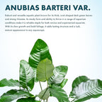 SubstrateSource Anubias Live Aquarium Plants - Potted Freshwater Plant for Fish Tanks, Terrariums - Beginner Friendly Low Light (Barteri, Mother Plant)