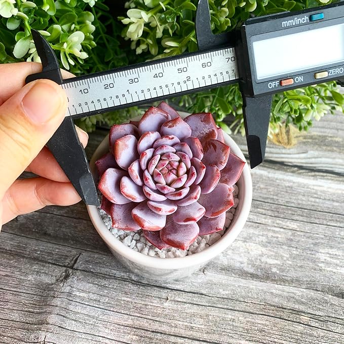 Generic Echeveria Pink Peony Rare Live Succulent Plants, 1 Head 3"" Red, Bare Root Without Pot & Soil, 1/3/7 Pcs, Garden Indoor Office Desk Baby Shower Decoration, Friend Plant Lovers Gifts