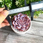 Generic Echeveria Pink Peony Rare Live Succulent Plants, 1 Head 3"" Red, Bare Root Without Pot & Soil, 1/3/7 Pcs, Garden Indoor Office Desk Baby Shower Decoration, Friend Plant Lovers Gifts