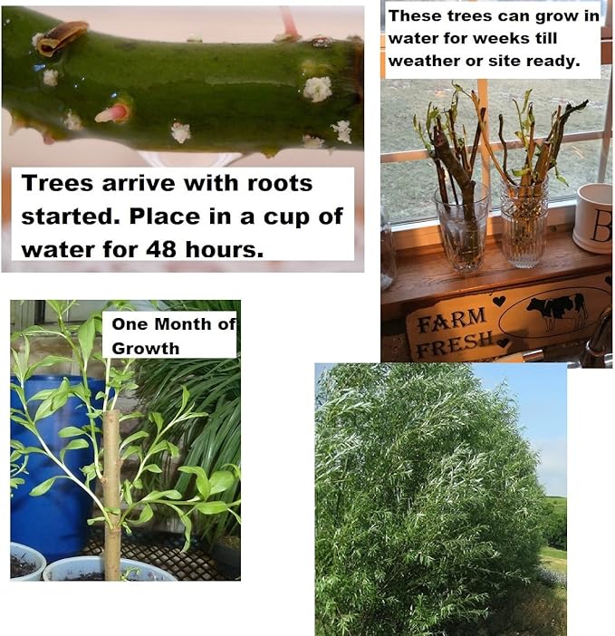 4 White Willow Trees - Rare and Unique Live Tree Plants - White Leaves