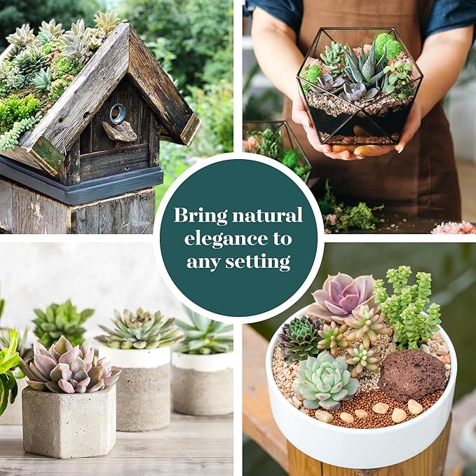 Shop Succulents Assorted Succulent Plant Pack Bulk Collection - Live Mini Succulent Plants, Low Maintenance, Mixture of Colors & Textures - Wedding and Party Favors, Gift & Garden, Pack of 32