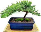 Live Dwarf Juniper Bonsai Tree | Indoor/Outdoor | 100% Handcrafted| Home and Office Décor | Best Gift for Holiday (XL)