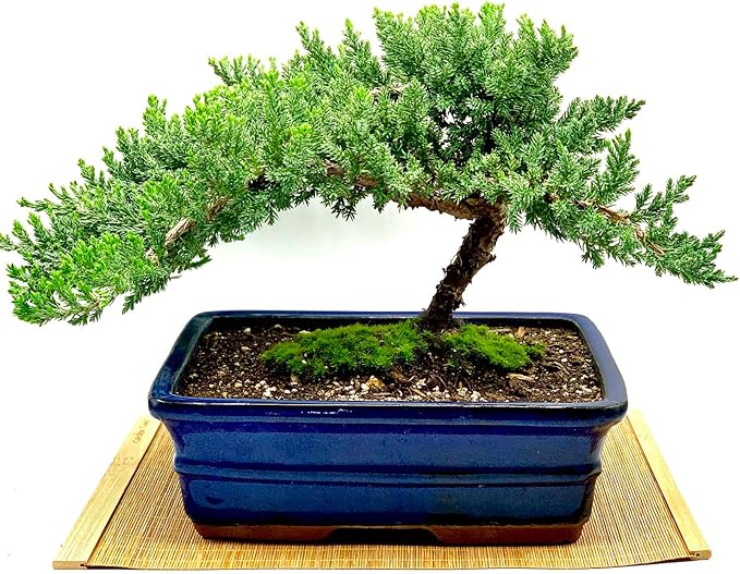 Live Dwarf Juniper Bonsai Tree | Indoor/Outdoor | 100% Handcrafted| Home and Office Décor | Best Gift for Holiday (XL)