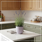 Live Aromatic and Edible Herb - Lavender (4 Per Pack), Natural Sleep Enhancer, 6" Tall by 4" Wide in 1 Pint Pot