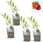 Live Pomegranate 'Wonderful' Plants (Punica Granatum 'Wonderful') - Fruit-Bearing, Drought-Tolerant, Easy to Grow (4 Pomegranate Wonderful sacs)