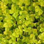 Chalily Creeping Jenny 'Golden', a Great Live Pond Plant for Your Water Garden. Filters koi and Goldfish Ponds. Good for Bogs, Plant Shelf or Shallow Water This marginal Aquatic is a Real Beauty