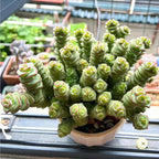 Sprout N Green 4" String of Buttons, Live Crassula 'Baby's Necklace' Trailing Succulent Rooted in Pot, Houseplant for Home Office Hanging Decoration, DIY Projects, Party Favor, Keep Away from Pets