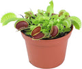 Non-Toxic Live Venus Fly Trap, Pet Safe Plant for Cats & Dogs, Dionaea Muscipula, Carnivorous Plants for Terrariums, Real Houseplants, Fun for Kids, 3 in. Pot