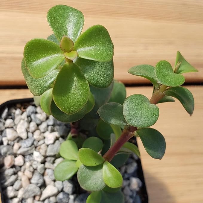 2 Inch Portulacaria Afra Decumbent Cacti Cactus Succulent Real Live Plant