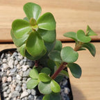 2 Inch Portulacaria Afra Decumbent Cacti Cactus Succulent Real Live Plant