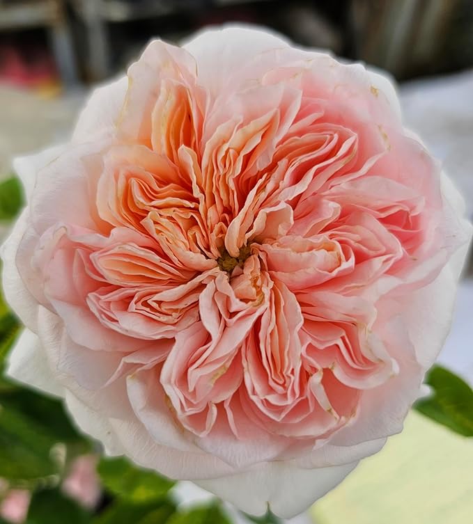 Claire Rose Bush, Rare Plants, Rose Bushes Ready to Plant, 2 Quart Pot, Live Plants Outdoor, Plant Gifts, Roses, Rare Plants, Perennial Plants, Outdoor Plants Live