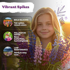 KVITER 250 Mix Russell Lupine Seeds Perennial (Lupinus polyphyllus) - Heirloom & Non GMO Lupine Seed Packets, Pollinator Friendly Wildflowers Mix - Flower Seeds for Planting in Garden, Beds & Meadows