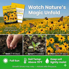 Black Eyed Susan Seeds for Planting, 5000 Seeds, Giving You Beautiful Black Eyed Susan Flowers, Non-GMO, Heirloom Seed Varieties