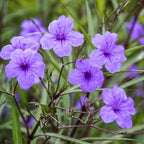 Chalily Blue Bells, a Great Live Pond Plant for Your Water Garden. Filters koi and Goldfish Ponds. Good for Bogs, Plant Shelf or Shallow Water This marginal Aquatic is a Real Beauty