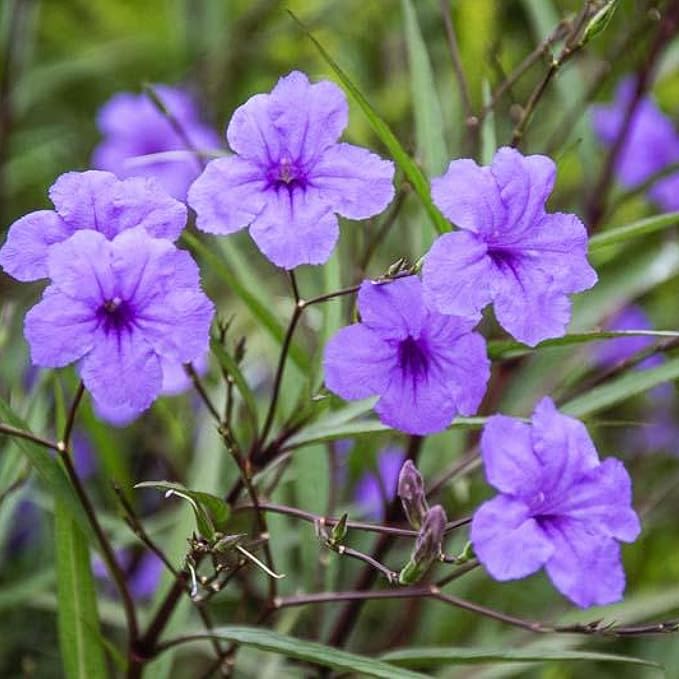 Chalily Blue Bells, a Great Live Pond Plant for Your Water Garden. Filters koi and Goldfish Ponds. Good for Bogs, Plant Shelf or Shallow Water This marginal Aquatic is a Real Beauty