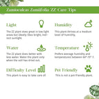Zamioculcas Zamiifolia ZZ Live Plant for Indoor | Different Houseplants in 4'' & 6'' Pot | Real House Plant for Living Room, Office, Desk & Bathroom |