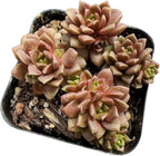 Live Cactus and Succulent Plants (2”Pot Cremnosedum 'Little Gem')