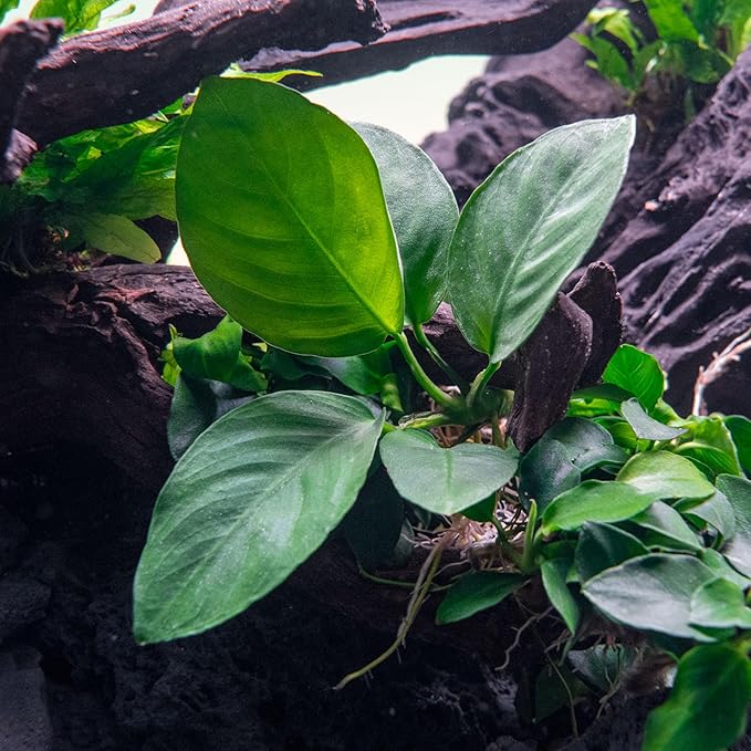 SubstrateSource Anubias Live Aquarium Plants - Potted Freshwater Plant for Fish Tanks, Terrariums - Beginner Friendly Low Light (Barteri Broad Leaf, 1 Pot)