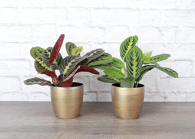 Thorsen's Greenhouse Prayer Plants Set of 2, Maranta leuconeura, Pet Safe, Low Light, Live Indoor Plants, 4" Diameter Plants, Classic Pots (Gold)